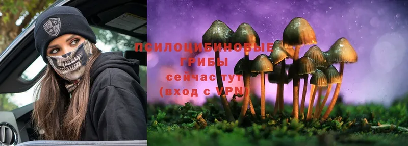 цена   Кушва  Галлюциногенные грибы Psilocybe 